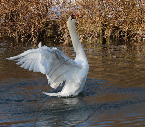 schwan (7)