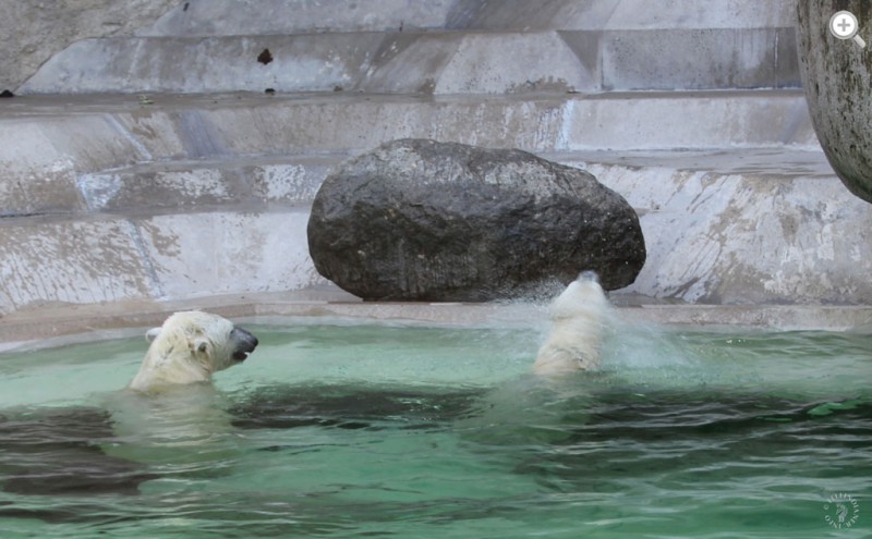 Ich-möchte-ein-Eisbär-sein